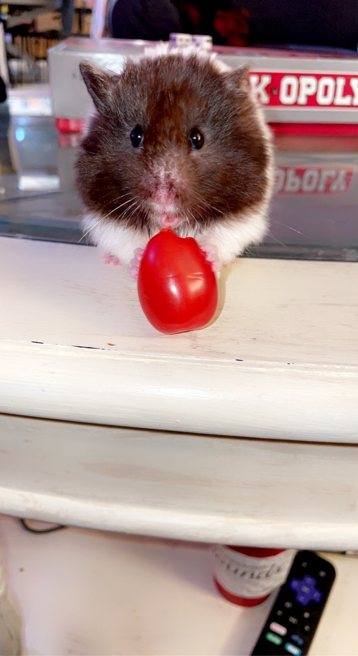 My hamster